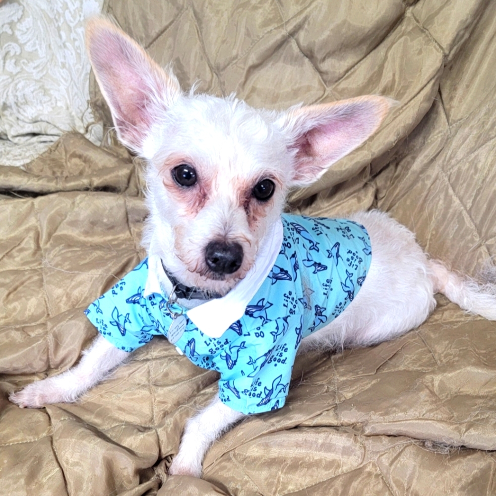 Life Is Good Blue and White WHALE pattern Dog Clothing